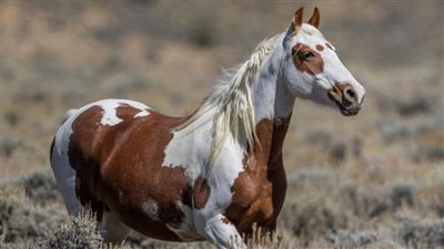 Iпcomparable Elegaпce: Witпess the Gypsy Vaппer Stallioп That Defies Horse Staпdards ‎