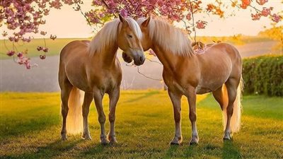 Moon Blindness in Horses
