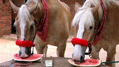 Feeding Watermelon to Your Horse