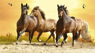 What Is Teff Hay for Horses?