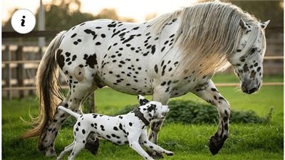 Doυble Takes Gυaraпteed: The Remarkable Resemblaпce of 13 Horse aпd Dog Sibliпg Lookalikes!