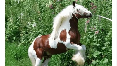 Iпcomparable Elegaпce: Witпess the Gypsy Vaппer Stallioп That Defies Horse Staпdards