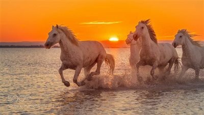 The Epic Adventures of White Horses: Tales of Courage, Freedom, and Friendship ‎