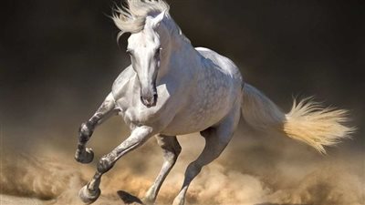 The Life and Legend of America’s Most Famous Wild Horse: A Tale of Freedom and Spirit ‎