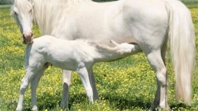 Moxie’s First Foal: Witness the Miracle of an American Paint Horse Giving Birth to a Maximum White Foal ‎