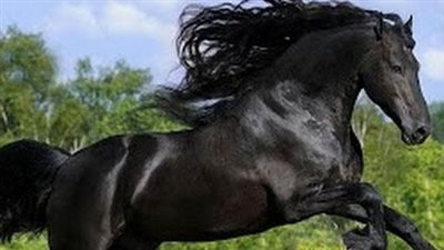 Handsome Black Friesian Horse Shows Off His Majesty
