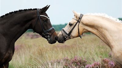 The Endless Romance: Unveiling the Love Lives of Horses  ‎