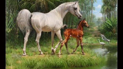 Whispers of Guidance: A Mother Horse’s Silent Lessons for Her Curious Foal ‎