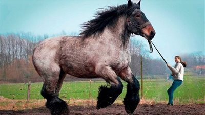 9 Fascinating Facts About The Massive Draft Horses ‎