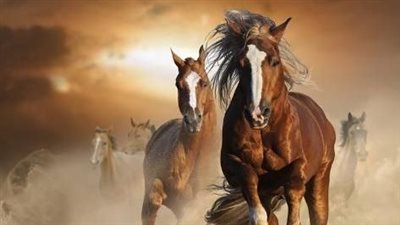 Learn About Your Horse's Teeth