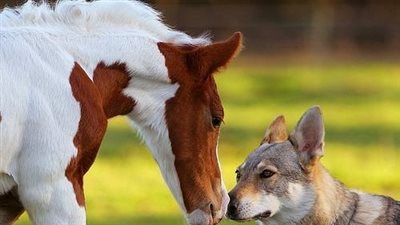 The Unlikely Bond: Friendship Between Horses and Dogs  ‎