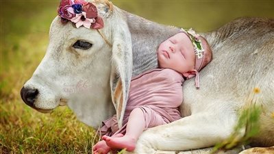 Furry Friends Unleashed: The Enchanting Playgrounds of Ponies and Dogs in Harmony(Video) ‎