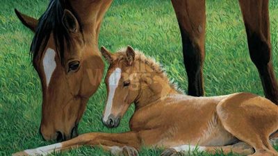 Reviving a Sick Horse: A Tale of Compassion and Recovery(Video) ‎