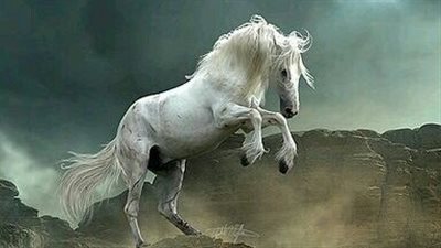 The Remarkable Tale of the Rescued Giant Belgian Draft Horse ‎