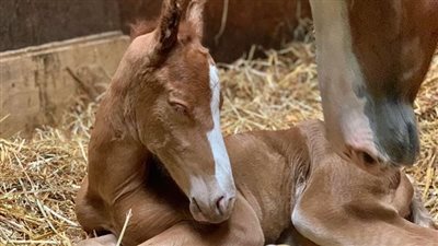 Pregnant Mare Saved From Slaughterhouse Sees Her Baby For The First Time ‎