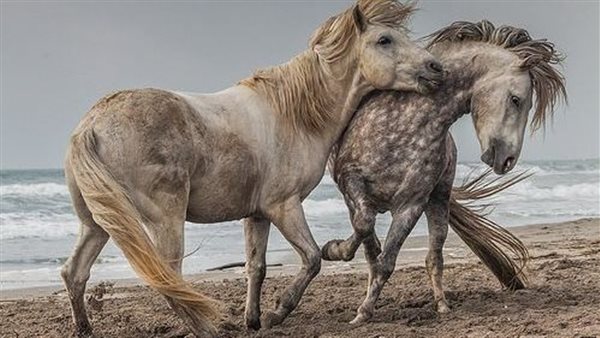 موقع أيام نيوز